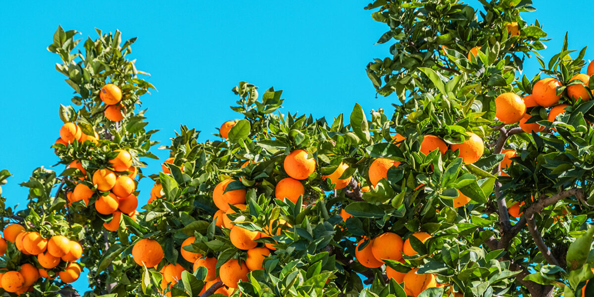 oranges on tree for cma